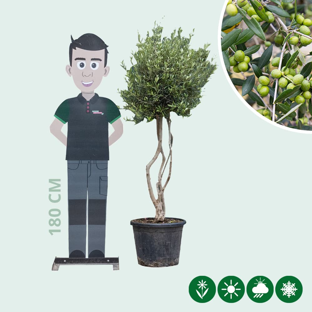 Olijfboom meerstammig