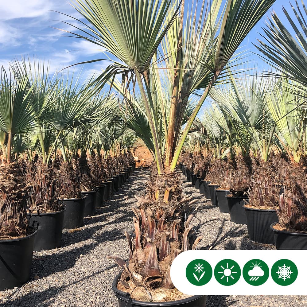 Mexicaanse blauwe palm