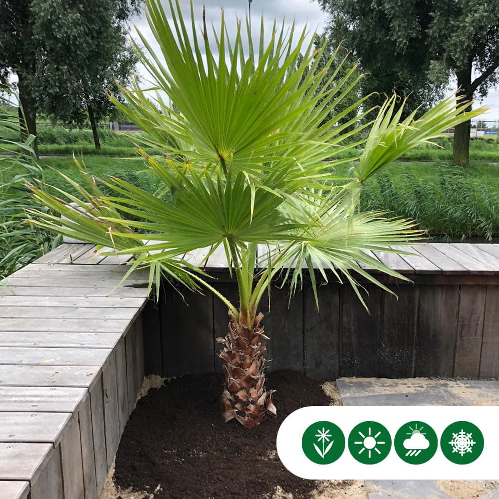 Mexicaanse waaierpalm 85 cm