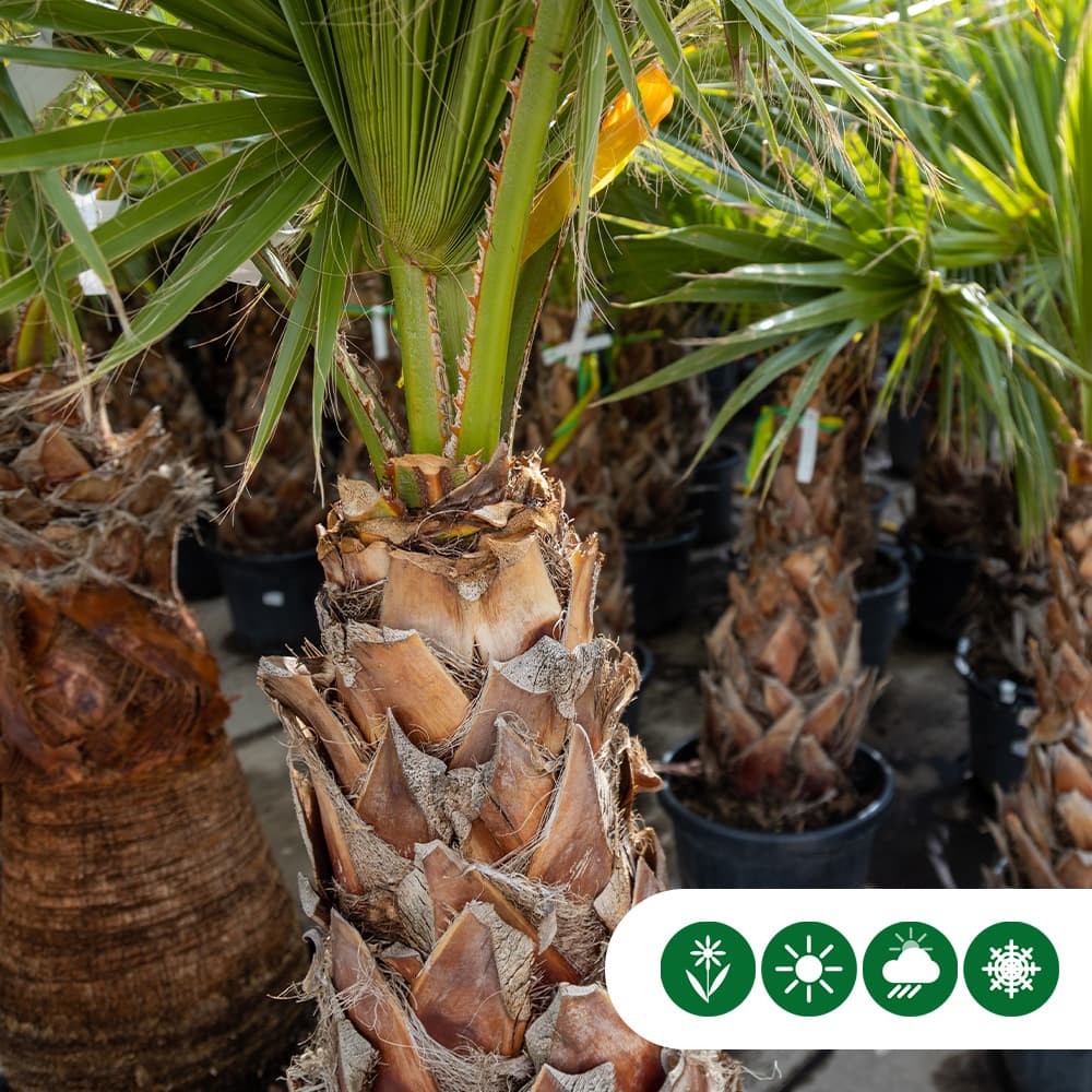 Mexicaanse waaierpalm 85 cm