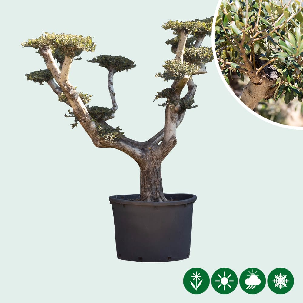 Olijfboom 'Pom pom' XXL