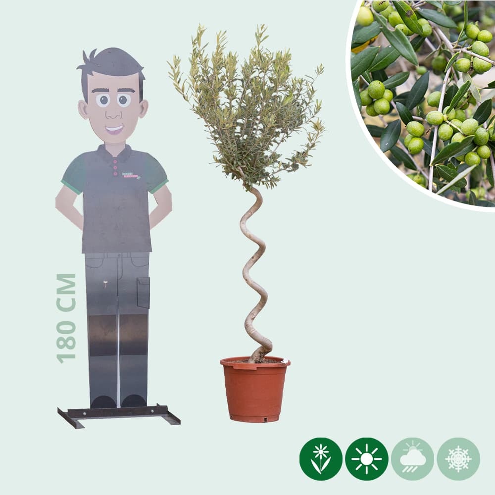 Olijfboom spiraalvorm