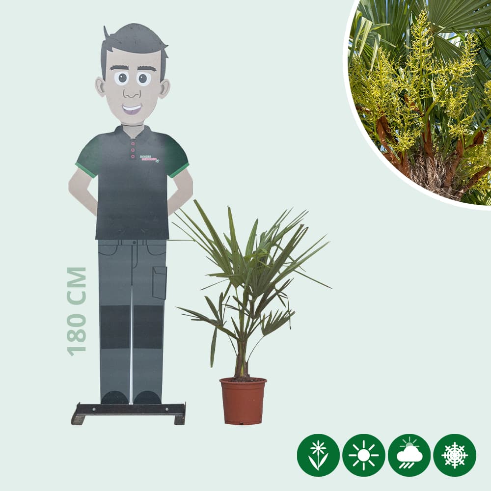 Chinese waaierpalm 15 cm stamhoogte