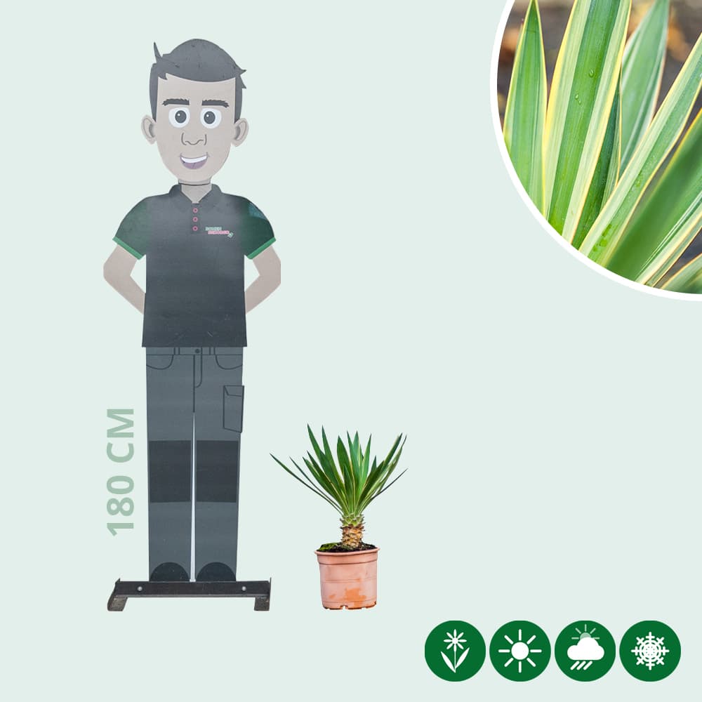 Palmlelie 'variegata'