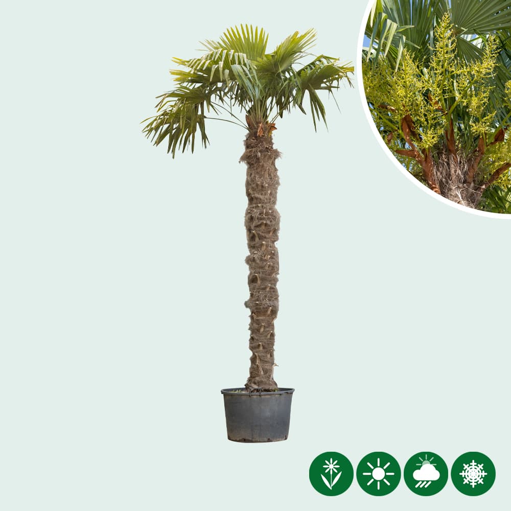 Chinese waaierpalm