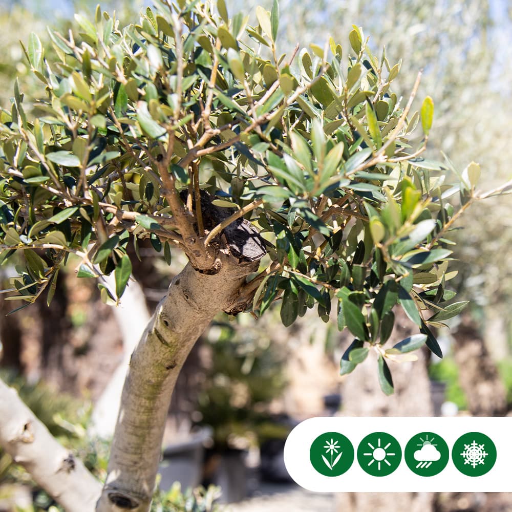 Olijfboom 'Pom pom' XXL