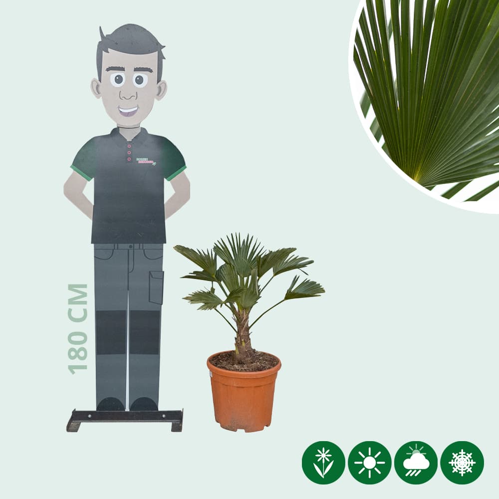 Wagner palm 15 cm stamhoogte