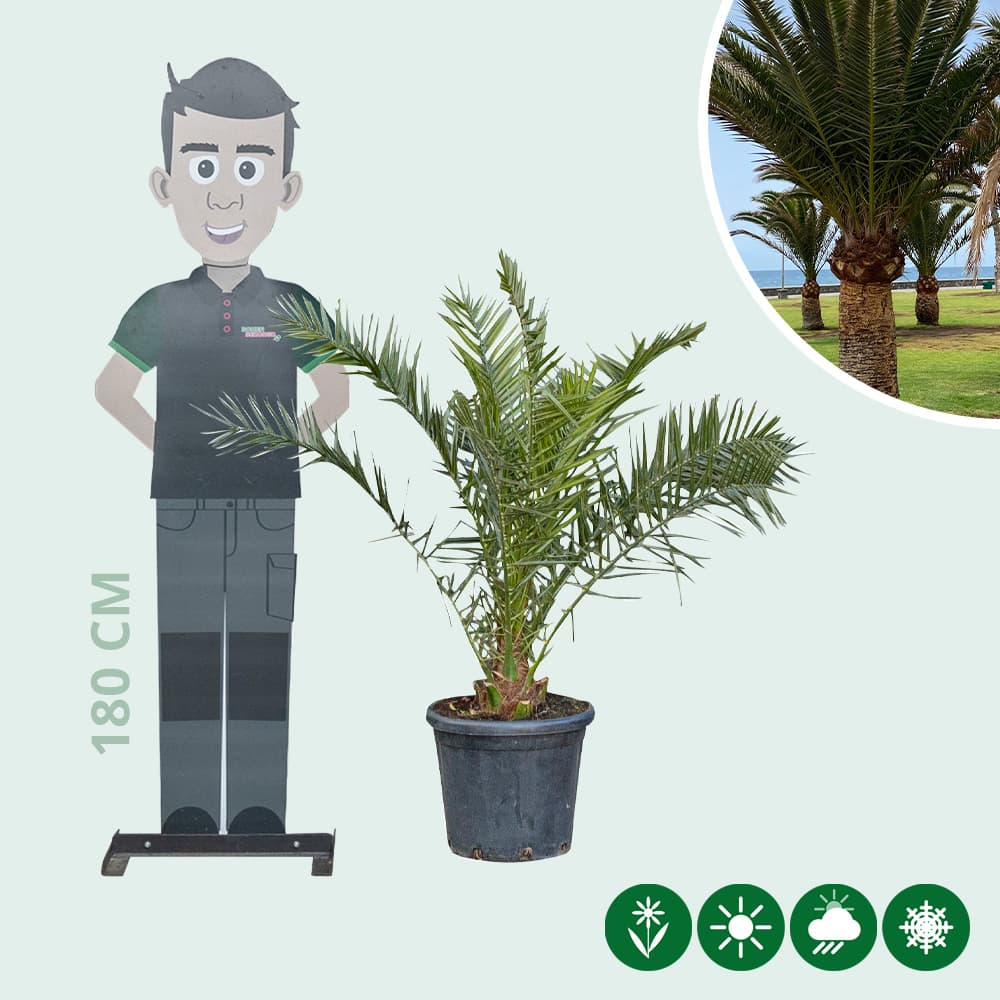 Dadelpalm 125 cm