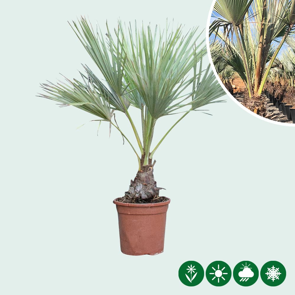 Mexicaanse blauwe palm