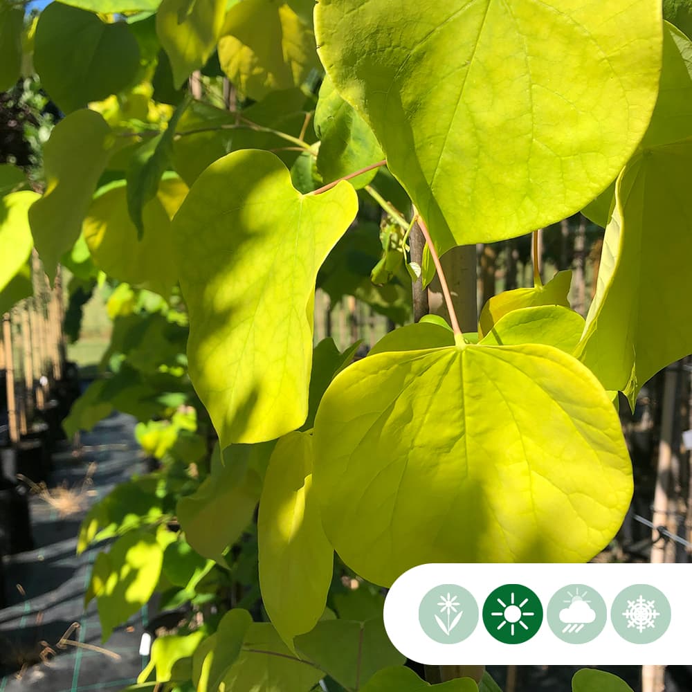 Judasboom 'Hearts of Gold'