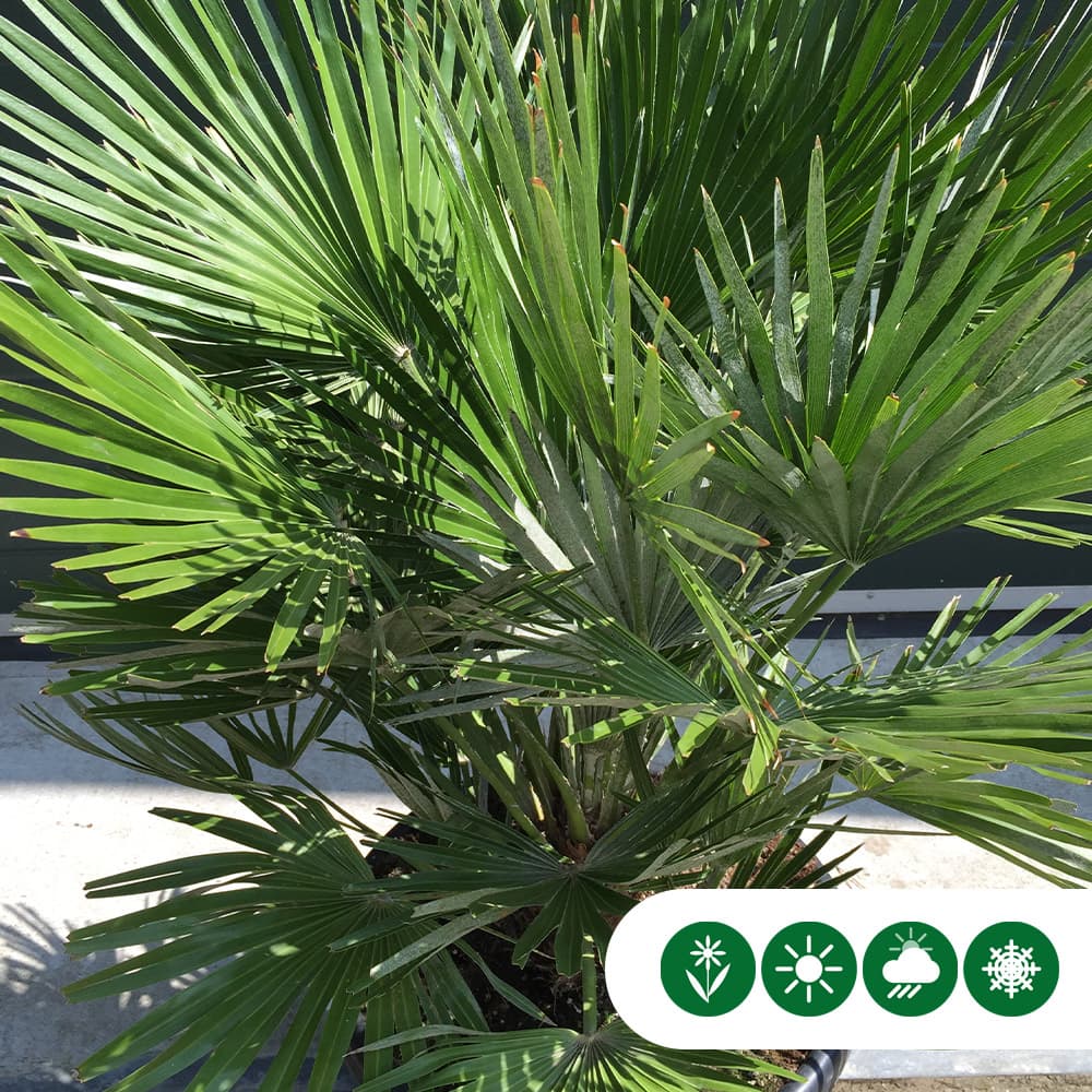Dwergpalm 'Vulcano'