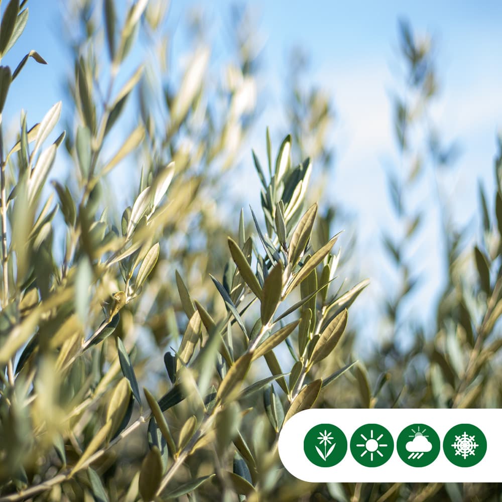 Olijfboom spiraalvorm