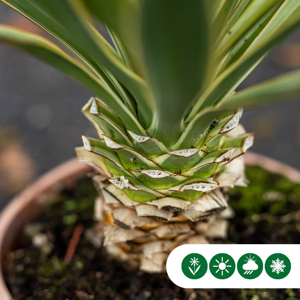 Palmlelie 'variegata'