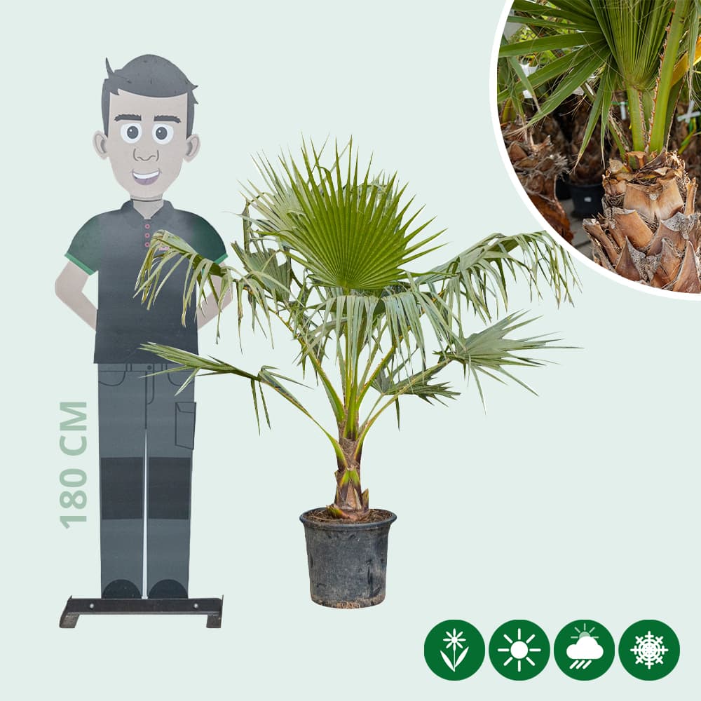 Mexicaanse waaierpalm 85 cm