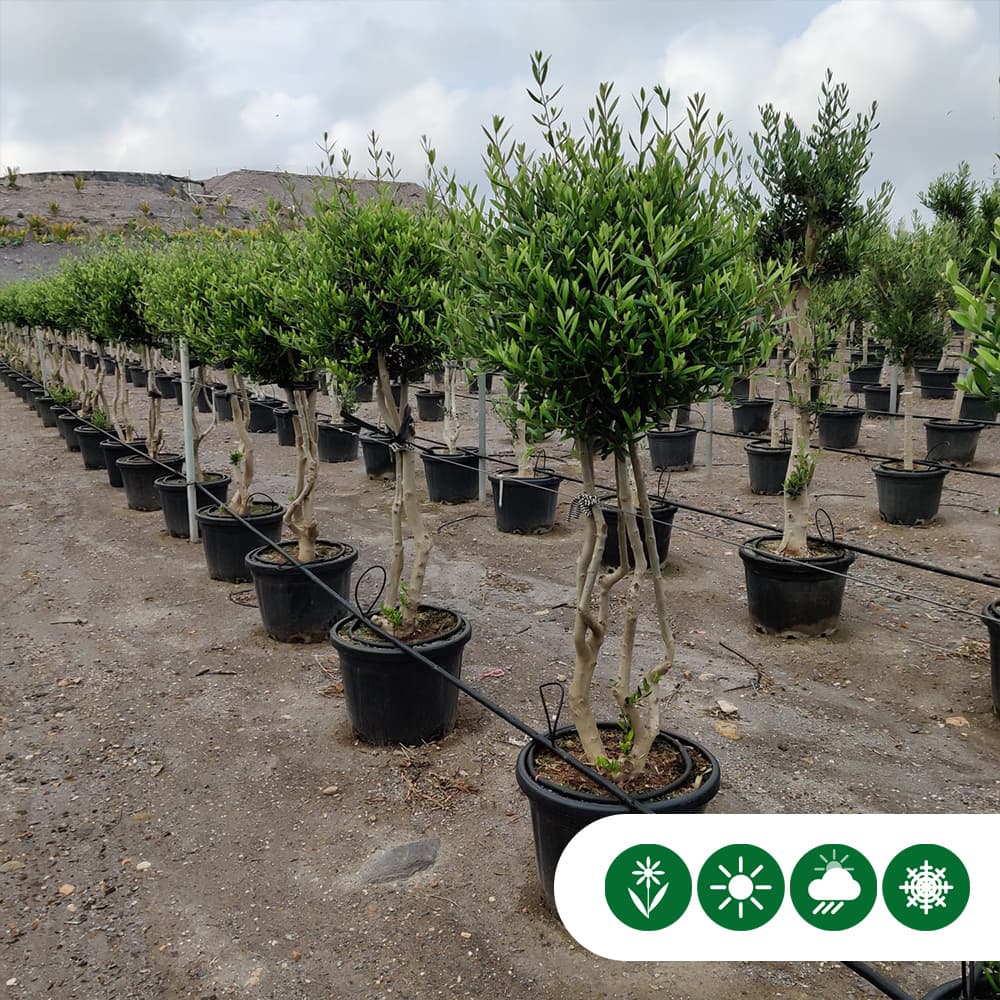 Olijfboom meerstammig