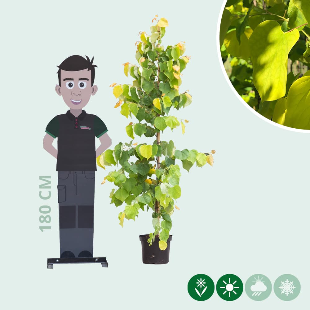 Judasboom 'Hearts of Gold'