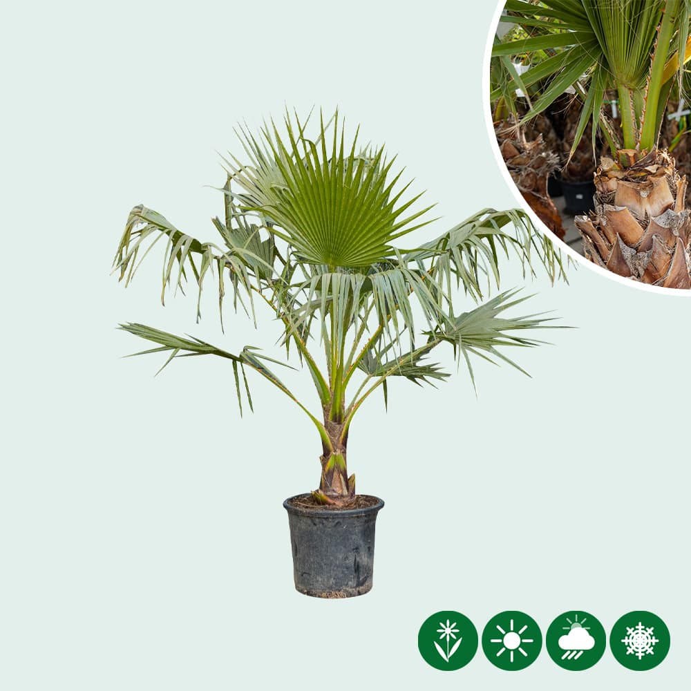 Mexicaanse waaierpalm 85 cm