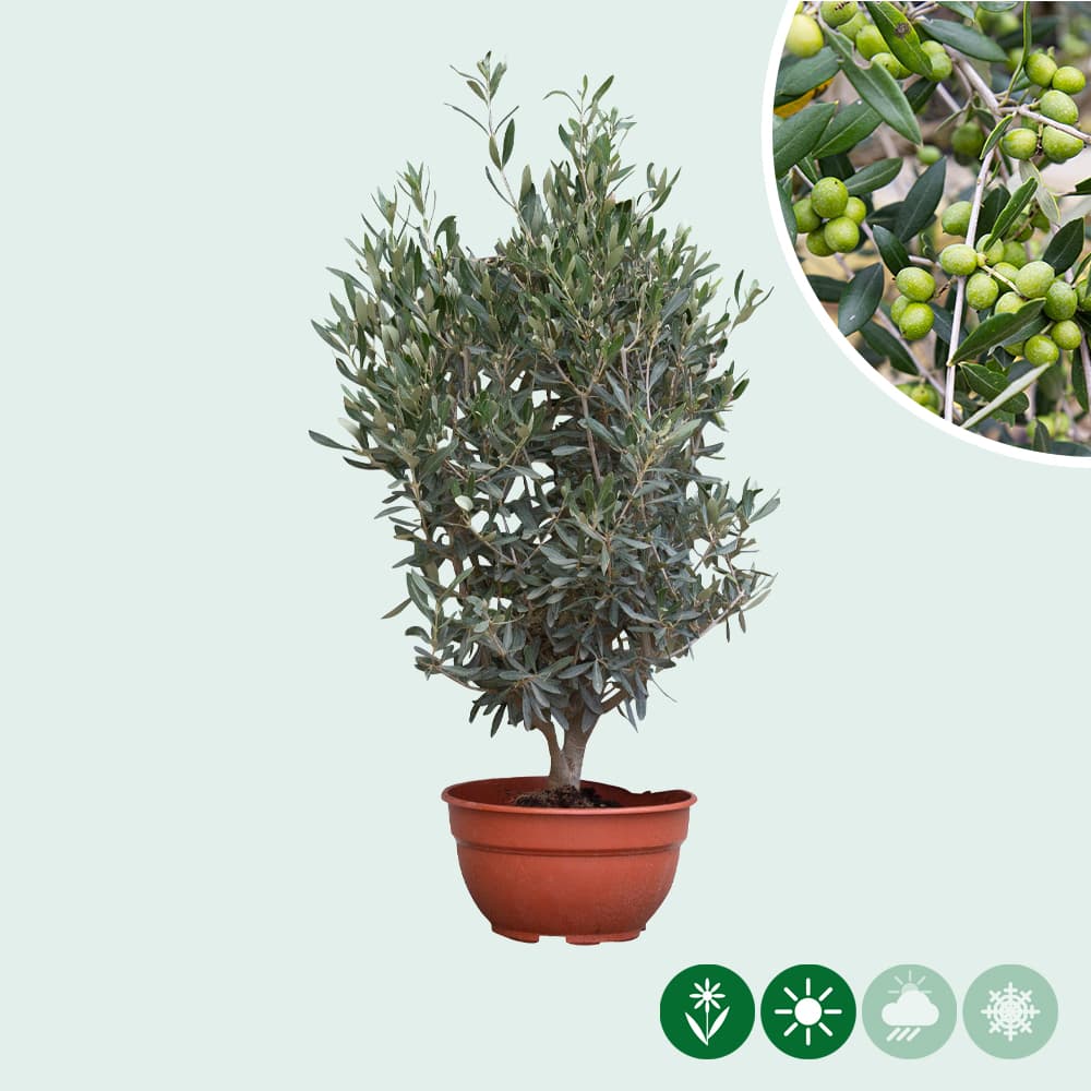 Olijfboom struikje