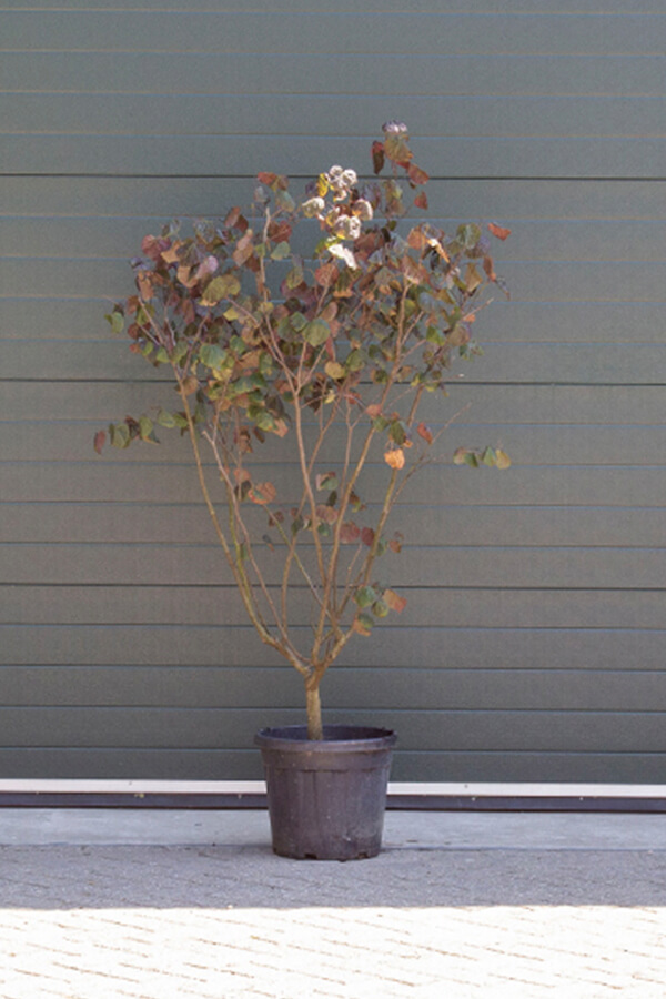 Cercis Canadensis ‘Forest Pansy’ / Rode Judasboom (Meerstammige Boom)