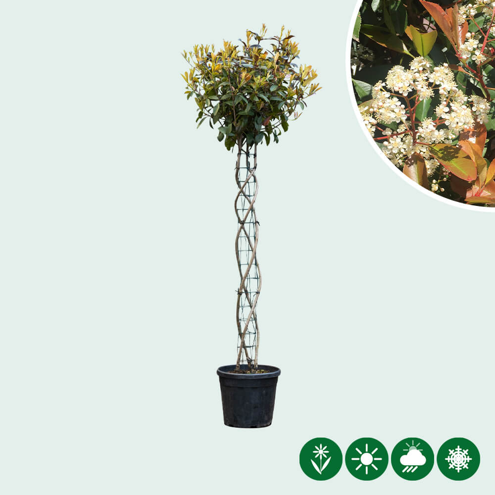 Bol Photinia Spiraal