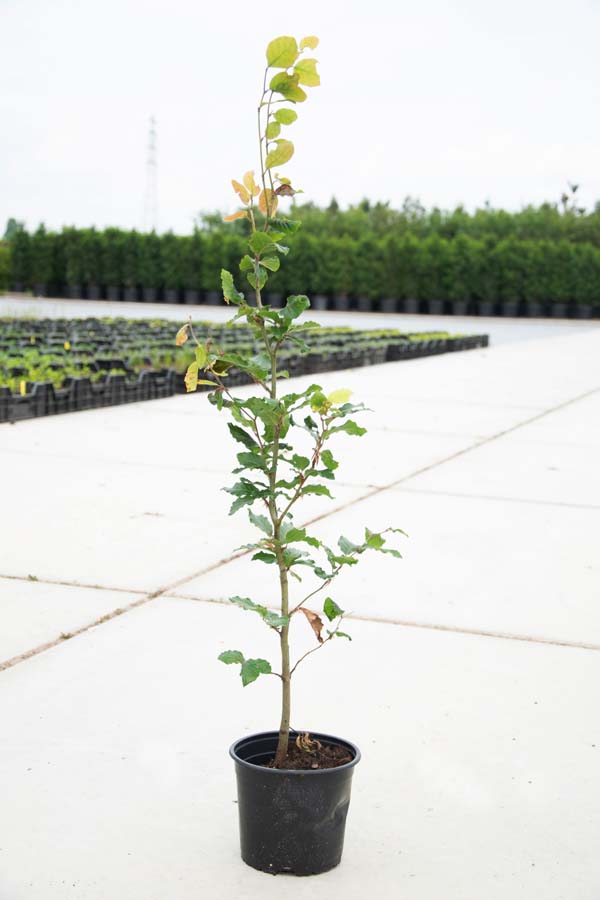 Fagus Sylvatica / Groene Beuk (Haagplanten)